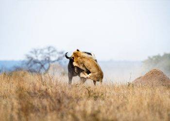 African Buffaloes: How They protect Themselves from Lions African Buffaloes: How They protect Themselves from Lions