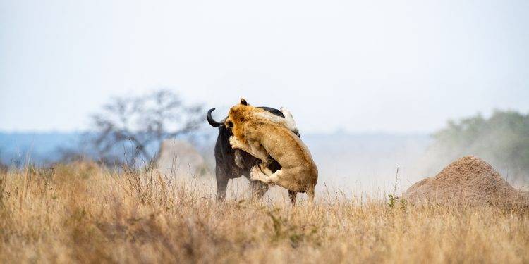 African Buffaloes: How They protect Themselves from Lions