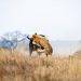 African Buffaloes: How They protect Themselves from Lions