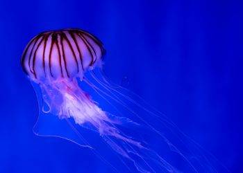 Meet the Immortal Jellyfish: a Lifetime Creature Meet the Immortal Jellyfish: a Lifetime Creature
