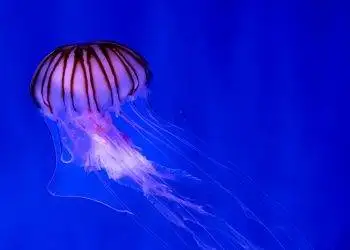 Meet the Immortal Jellyfish: a Lifetime Creature Meet the Immortal Jellyfish: a Lifetime Creature