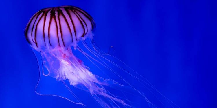 Meet the Immortal Jellyfish: a Lifetime Creature