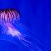 Meet the Immortal Jellyfish: a Lifetime Creature
