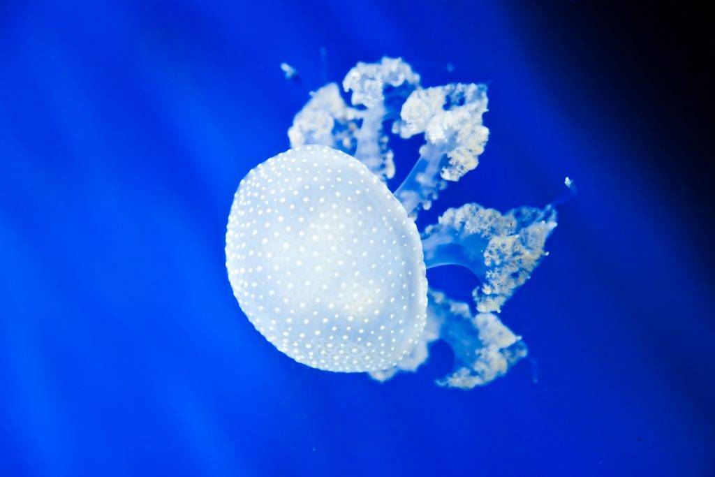 Jellyfish. Phyllorhiza punctata is a species of jellyfish, also known as the Australian spotted jellyfish or the White-spotted jellyfish.