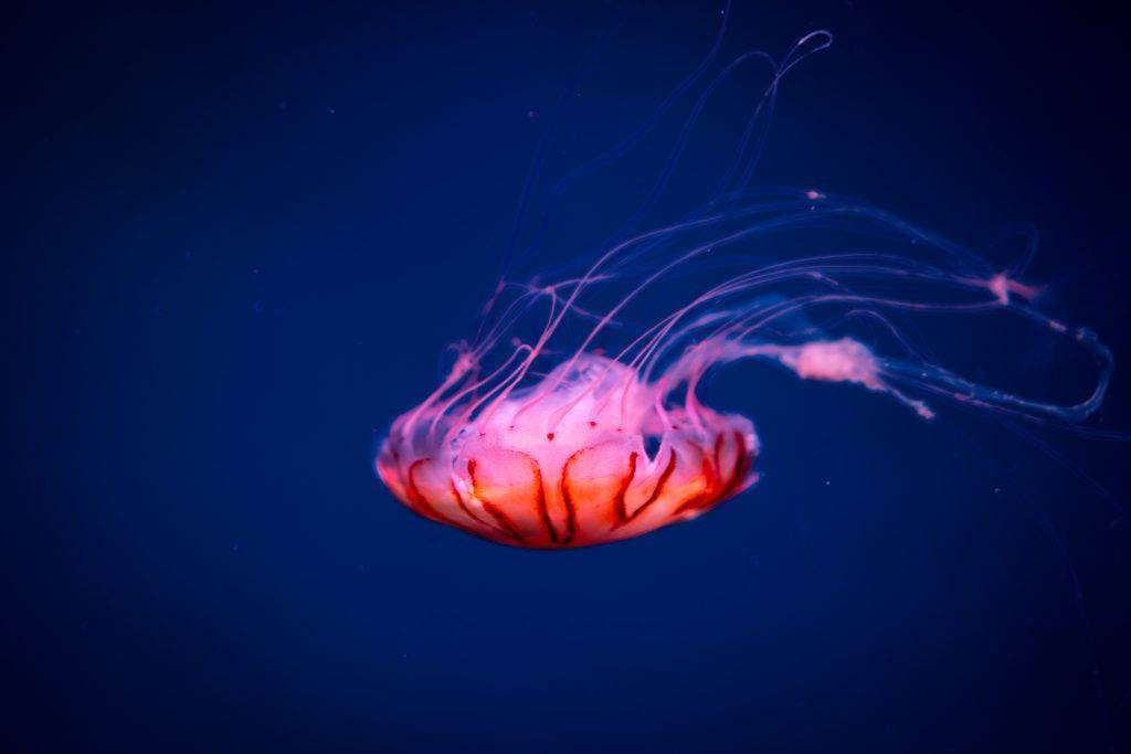 jellyfish in blue water, sea life