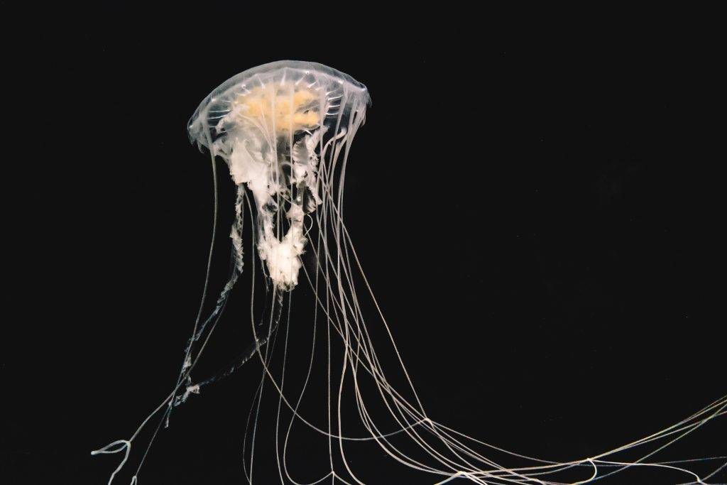 Calm Jellyfish, Immortal Jellyfish