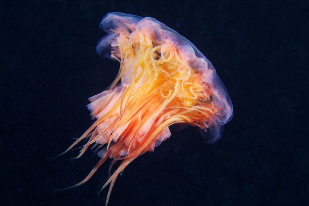 Lion's mane jellyfish (Cyanea capillata)