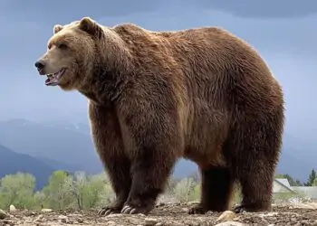 Debunking Animal Myths: 5 Common Misconceptions Unveiled! Debunking Animal Myths: 5 Common Misconceptions Unveiled!