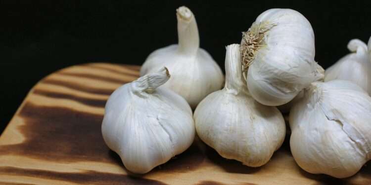 Unlocking the Impact of Secrets of Garlic on Heart Health Unlocking the Impact of Secrets of Garlic on Heart Health